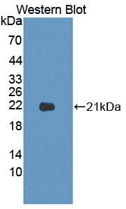 Polyclonal Antibody to Laminin Alpha 4 (LAMa4)