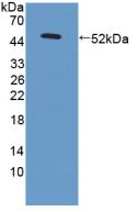 PAC084Hu01.jpg