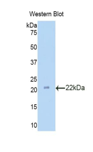 PAC084Mu02.jpg