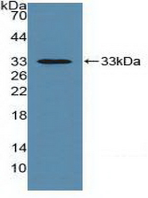 PAC086Hu01.jpg