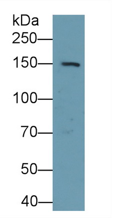 PAC097Mu01.jpg