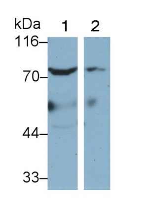 PAC099Hu01.jpg