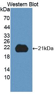 PAC101Hu01.jpg