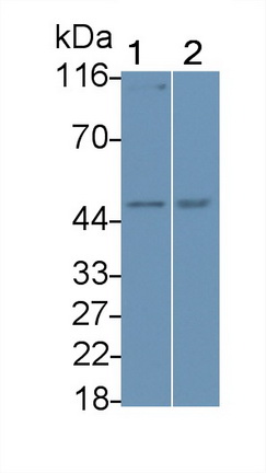 Polyclonal Antibody to Bone Morphogenetic Protein 5 (BMP5)