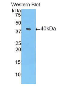 PAC106Hu01.jpg