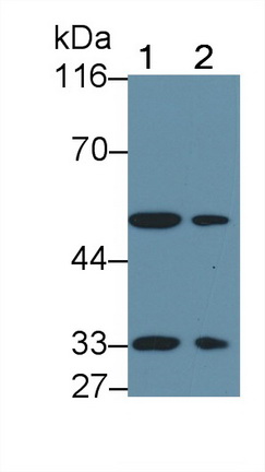 PAC118Mu01.jpg