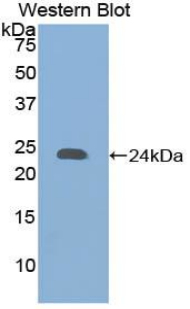 PAC134Hu01.jpg