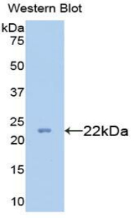 PAC134Mu01.jpg