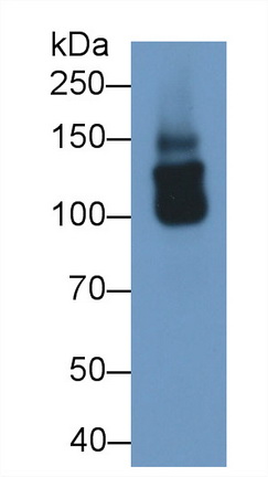 PAC134Mu02.jpg