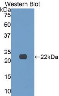 PAC135Hu01.jpg