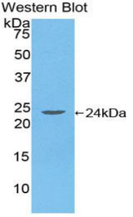 PAC166Hu01.jpg