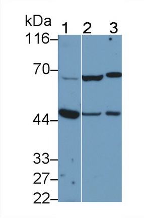 PAC172Hu01.jpg