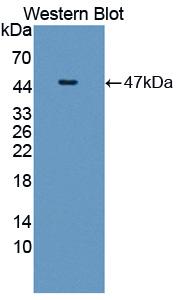 PAC180Hu01.jpg