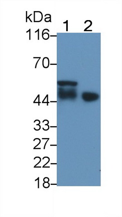 PAC185Hu01.jpg