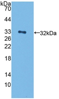 PAC188Hu01.jpg