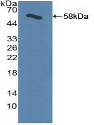 PAC189Hu01.jpg