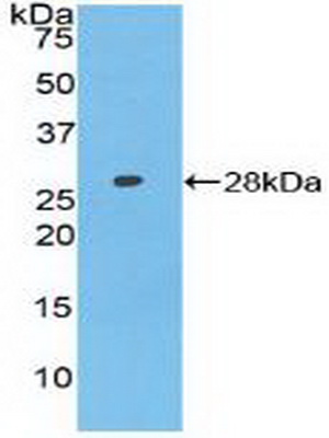 PAC191Hu01.jpg