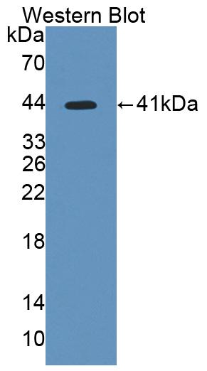 PAC198Hu01.jpg