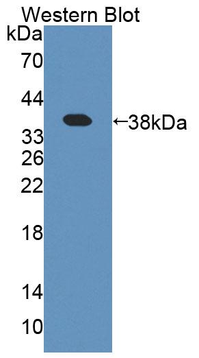 PAC219Hu01.jpg