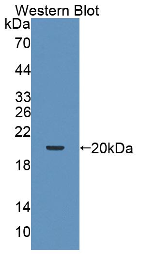 PAC224Hu01.jpg