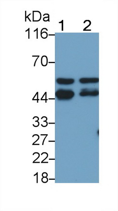 PAC226Hu01.jpg