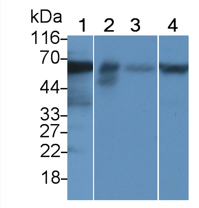 PAC228Hu01.jpg