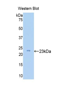 PAC235Hu01.jpg