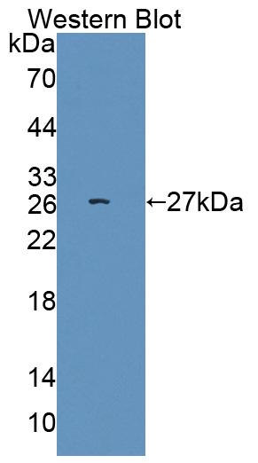 PAC244Hu01.jpg