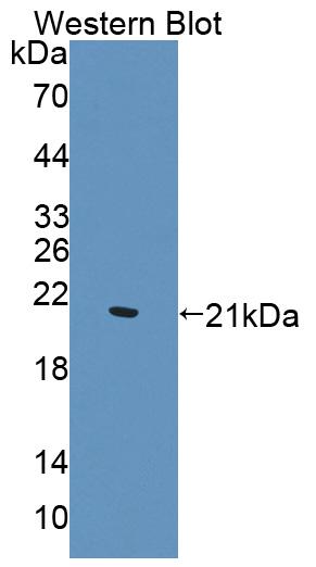 PAC245Hu01.jpg