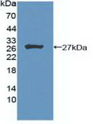 PAC248Hu01.jpg