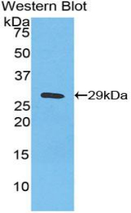 PAC249Hu01.jpg