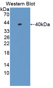 PAC252Mu01.jpg