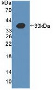 PAC274Hu01.jpg