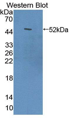 PAC275Hu01.jpg