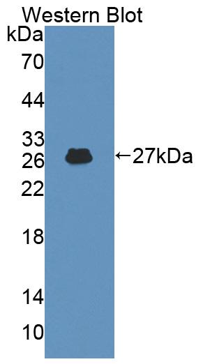 PAC280Hu01.jpg