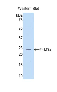 PAC285Hu01.jpg