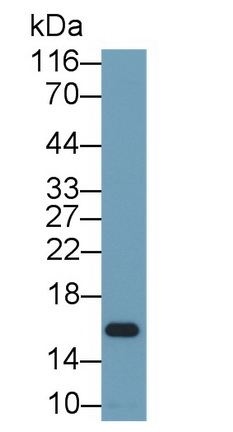 Polyclonal Antibody to Ionized Calcium-binding Adapter Molecule 1 (IBA1)