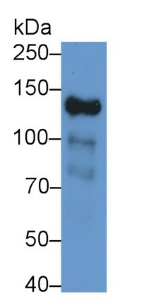 PAC296Hu01.jpg