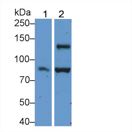 PAC296Hu02.jpg