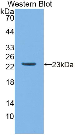 Polyclonal Antibody to Apolipoprotein M (APOM)