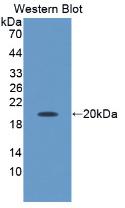 Polyclonal Antibody to Apolipoprotein M (APOM)