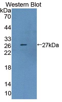 PAC307Hu01.jpg