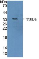 PAC309Hu01.jpg