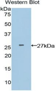 Polyclonal Antibody to Adenomatosis Polyposis Coli Protein (APC)