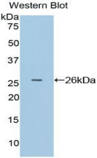 Polyclonal Antibody to Adenomatosis Polyposis Coli Protein (APC)