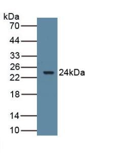 PAC319Ra01.jpg