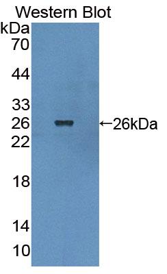 PAC328Hu01.jpg