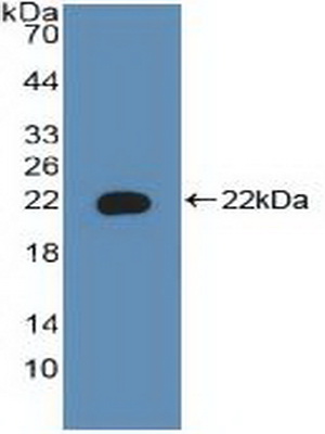 PAC337Hu01.jpg