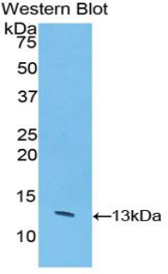 PAC340Bo01.jpg