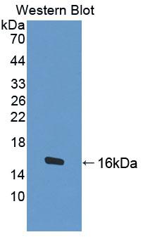 PAC348Hu01.jpg